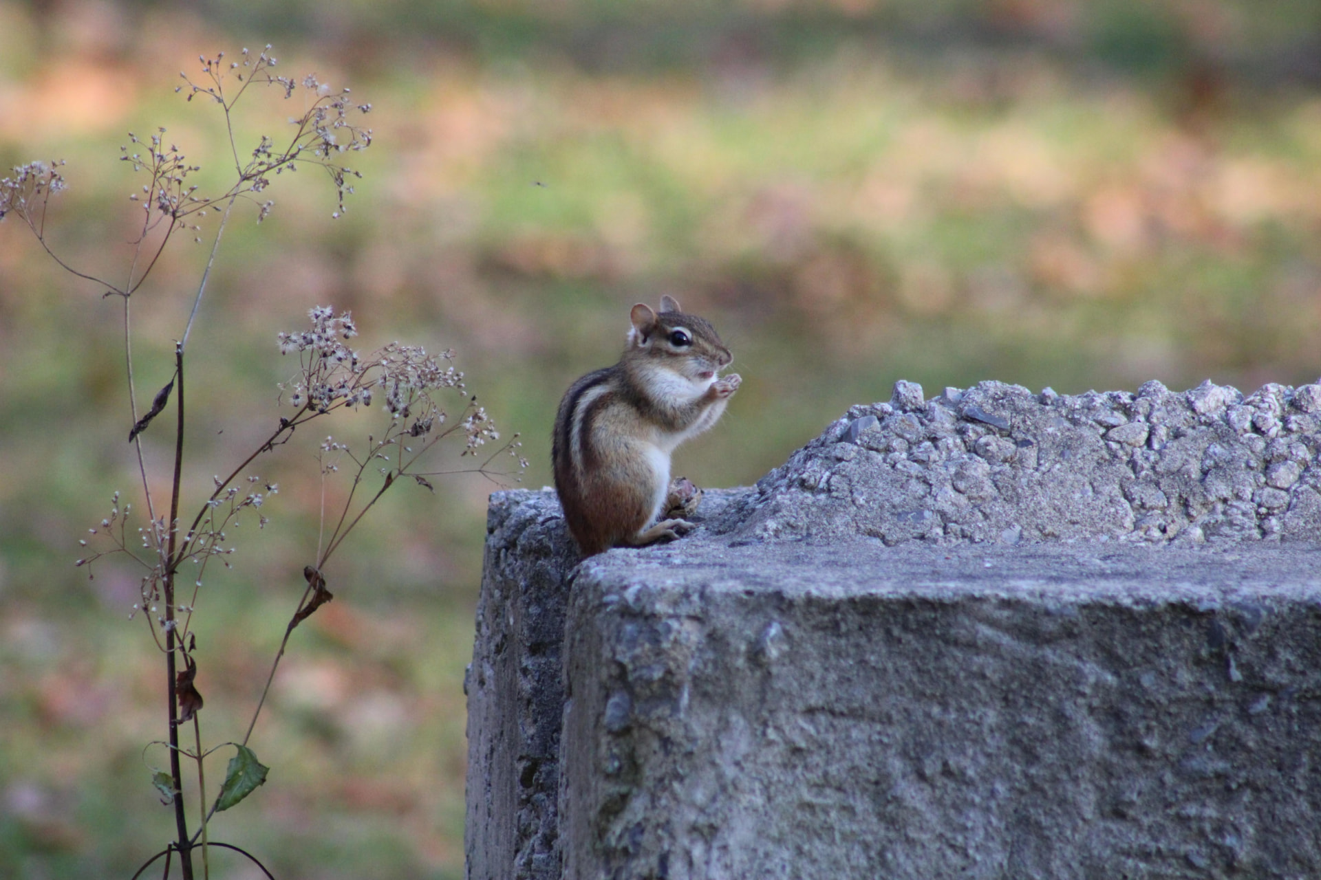 Nature & Wildlife photography by Shelanise Daniels